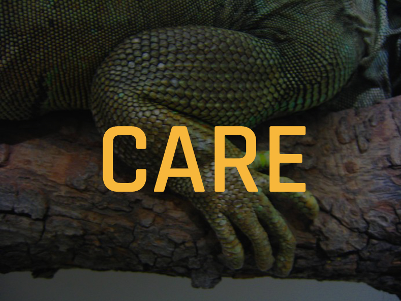 Iguana Care