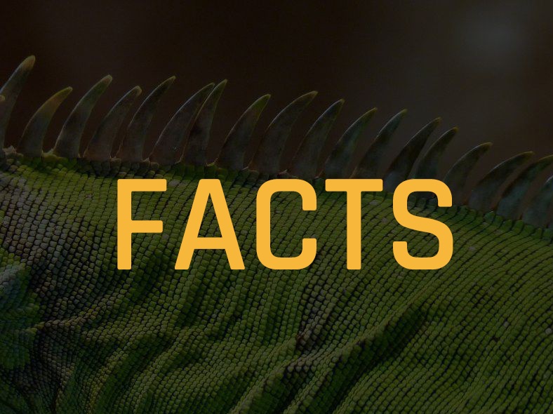 Iguana Facts