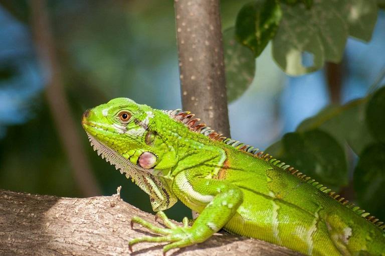 Green Iguana Facts