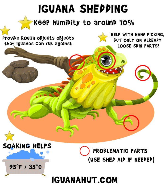 Iguana Shedding Infographic