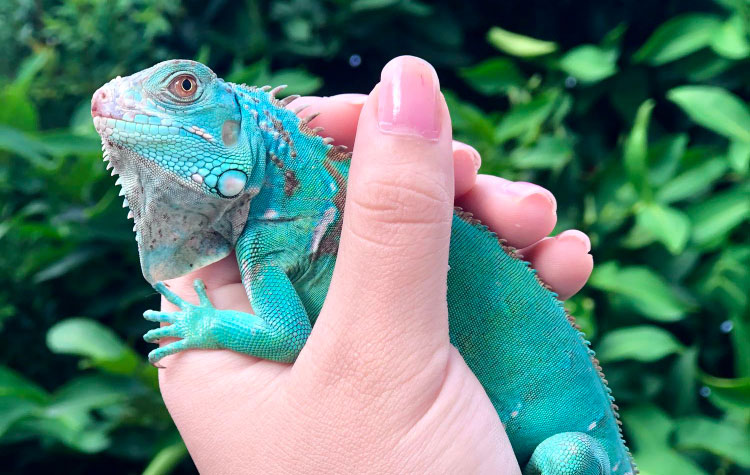 Learn How To Tame Your Iguana