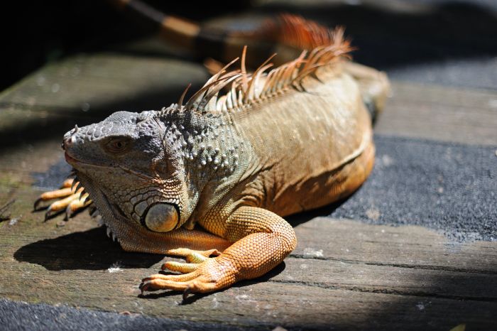 Interesting facts about iguana