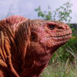 Galapagos pink land iguana