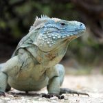 Grand Cayman iguana