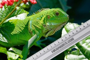 iguana iguanas mengecek tumbuh species