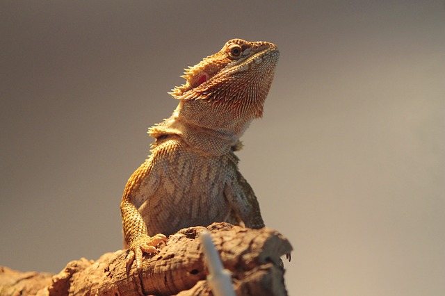 Bearded Dragon as Pet – Pros and Cons