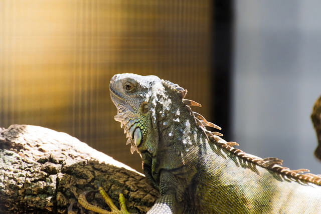 Coconut Fiber vs. Orchid Bark: Which Substrate is Best for Green Iguanas?